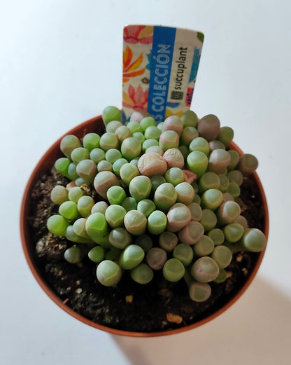 Fenestraria Rhopalophylla Subsp. Rhopalophylla M8.5 (planta Ventana [mediana]); Curiosarium; Maceta 8,5 Cm_0