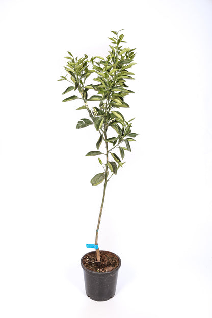 Limonero 4 Estaciones - Maceta 22cm. - Altura Aprox. 100/120cm._1