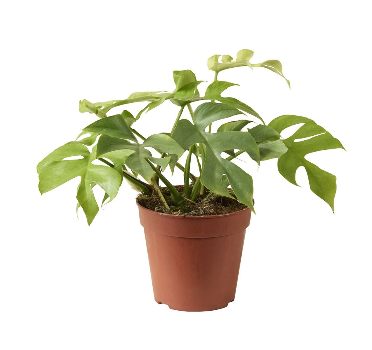 Monstera Minima Goldrush Planta De Interior Ø12-30 Cm_0