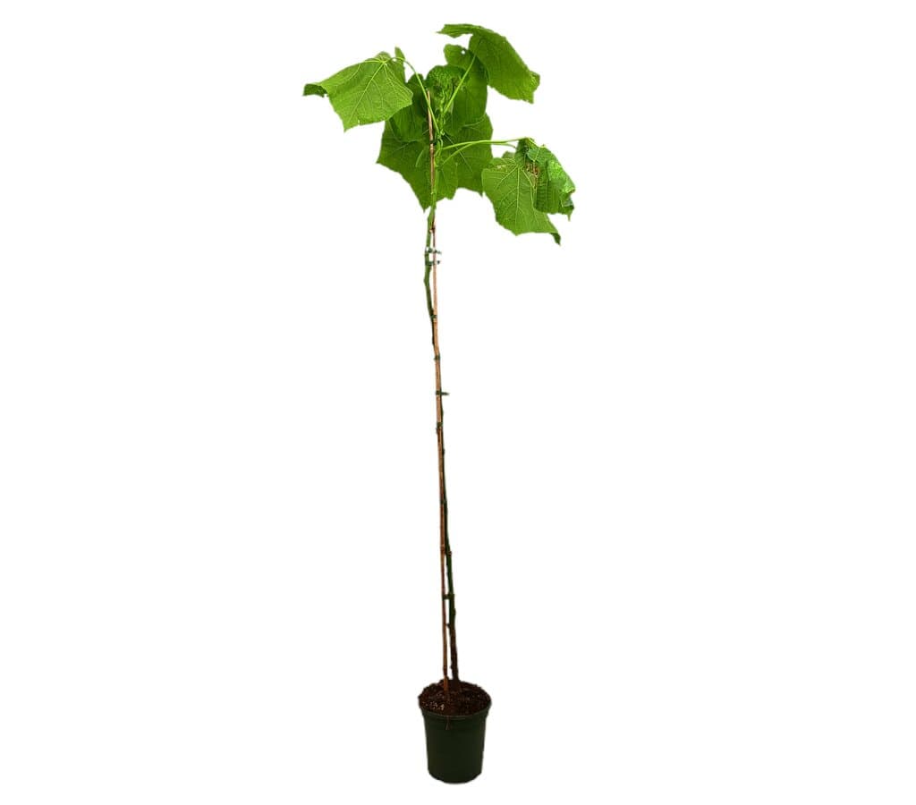 Dombeya Cayeuxii M20 180-200cm (hortensia Tropical)_0