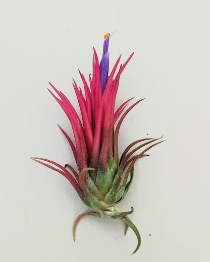 Tillandsia ionantha 'Fuego', tillandsia roja, planta del aire; Curiosarium; altura 6-8 cm, diámetro 4-6 cm_0