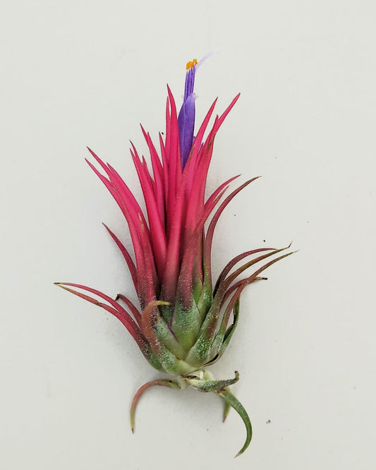Tillandsia ionantha 'Fuego', tillandsia roja, planta del aire; Curiosarium; altura 6-8 cm, diámetro 4-6 cm_0