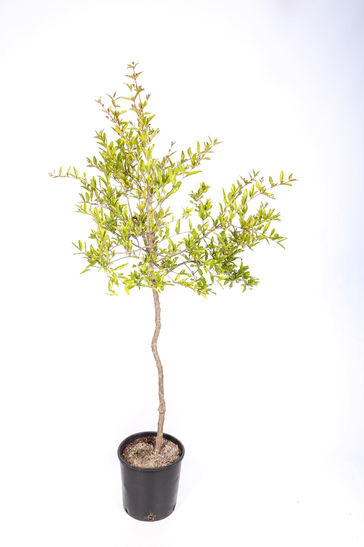 Frutal Granado Mollar - Planta Natural - Maceta 20cm. - Altura Aprox. 90/125_1