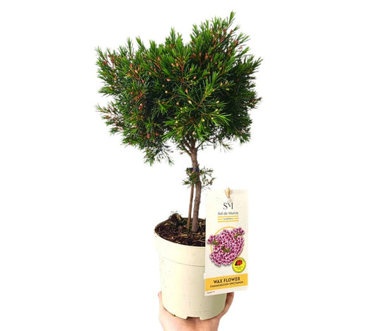 Flor De Cera En Copa M14 45cm_0