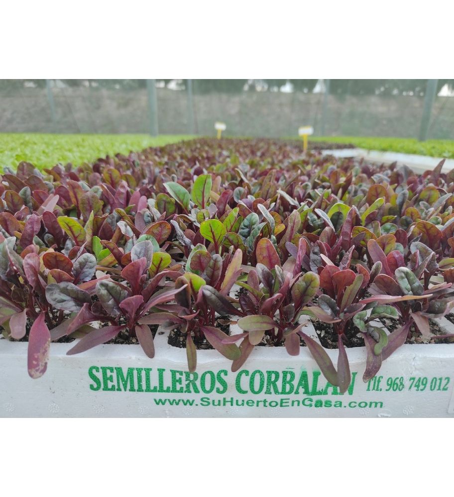 Plantón Acelga Roja (10 Unidades)_1