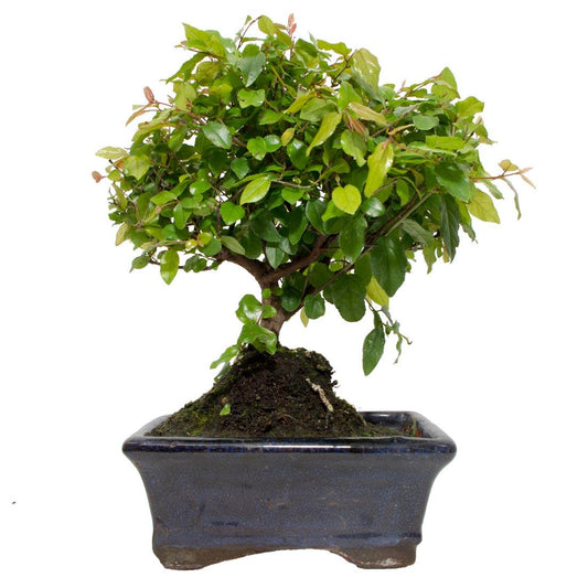 Bonsai Sageretia theezans 5 anos - Ameixa Chinesa