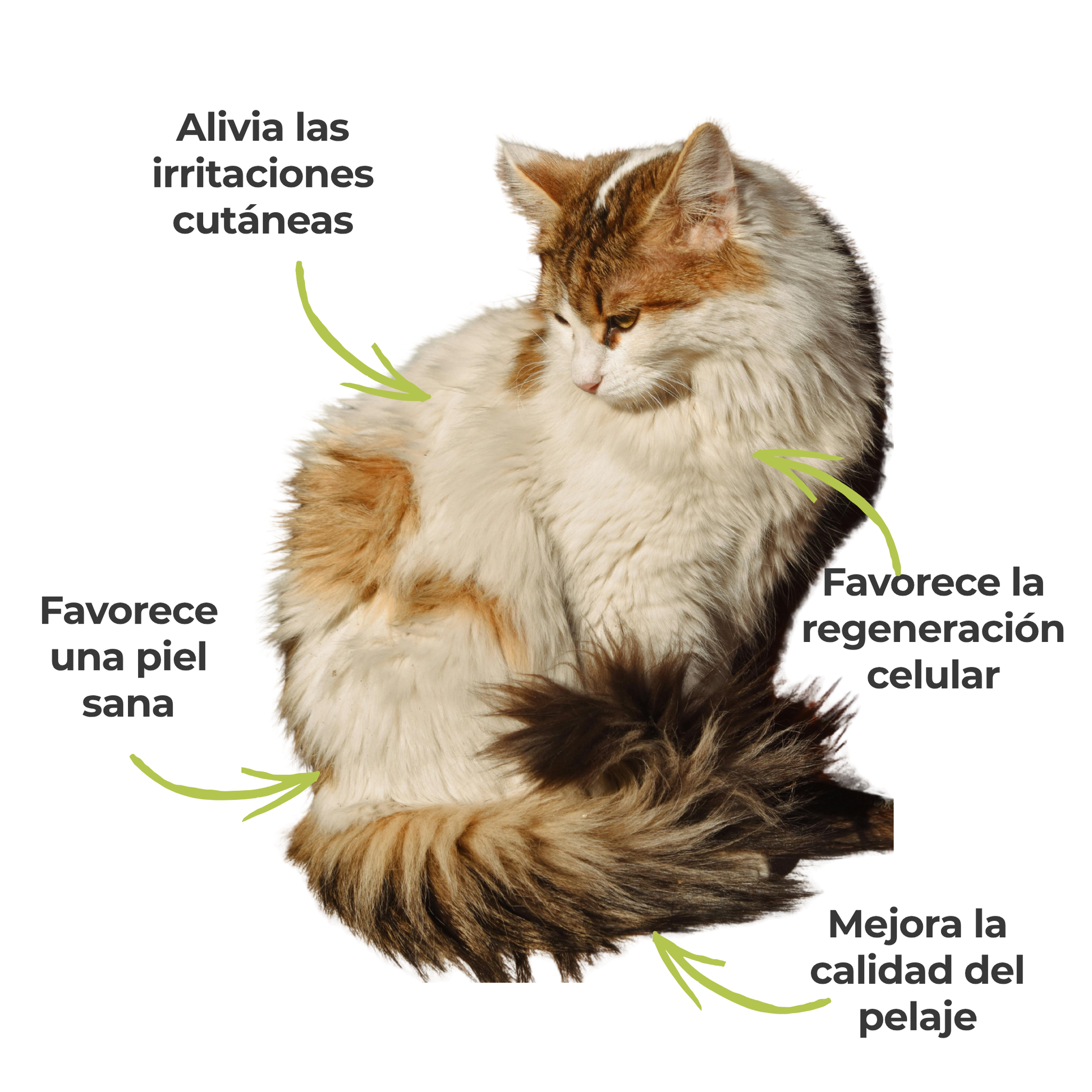 Suplemento natural para el cuidado de la piel de perros y gatos – ECO 100 g_3