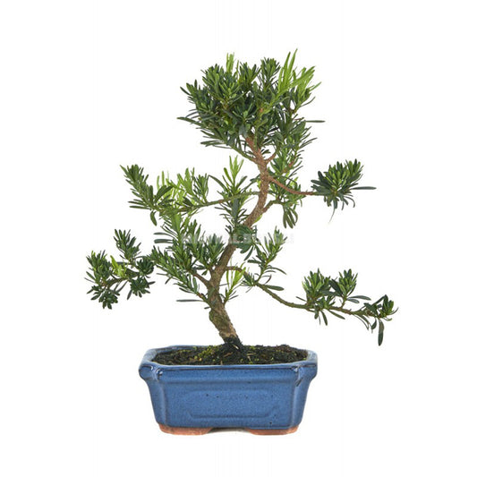 Podocarpus Bonsai 6 anos
