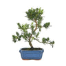 Podocarpus Bonsai 6 anos