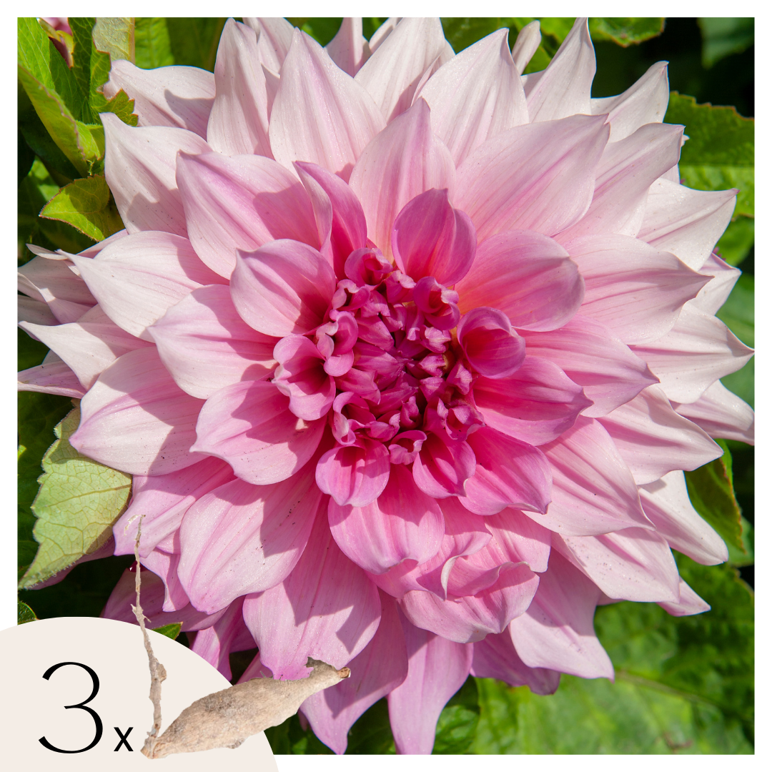 Tubérculos De Dalia - 3 Pzs - Dahlia 'café Au Lait Royal'_0