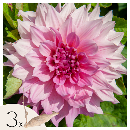 Tubérculos De Dalia - 3 Pzs - Dahlia 'café Au Lait Royal'_0