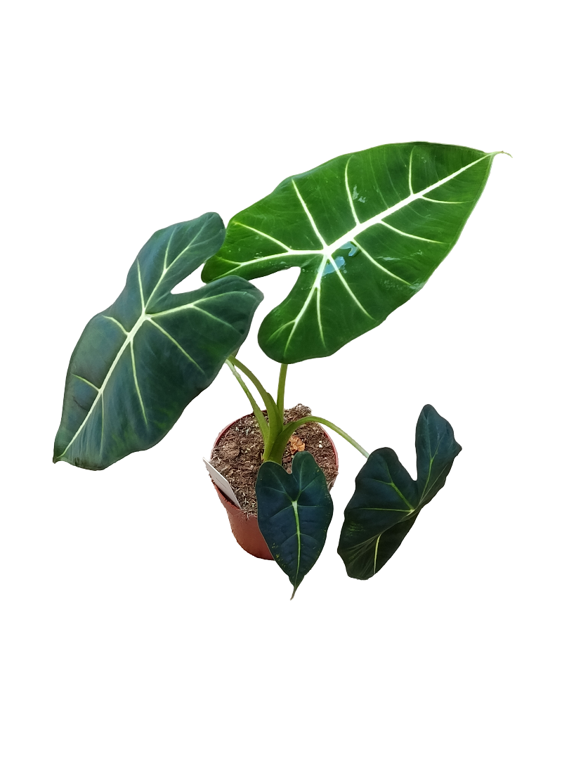Alocasia Frydek Ø12 Planta De Interior Natural_0