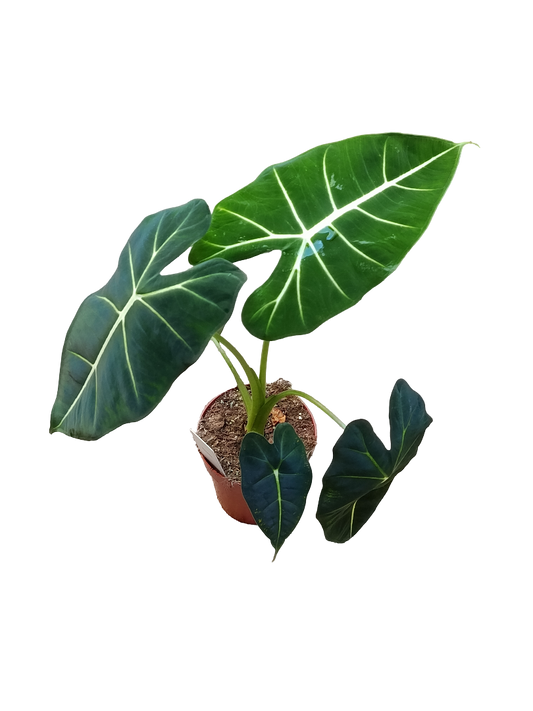 Alocasia Frydek Ø12 Planta De Interior Natural_0