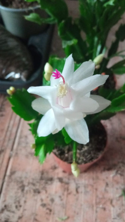 Cactus De Navidad Color Blanco_0