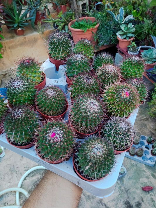 Cactus Variedades Flor Rosa Planta Suculenta Ø5 Cm_0