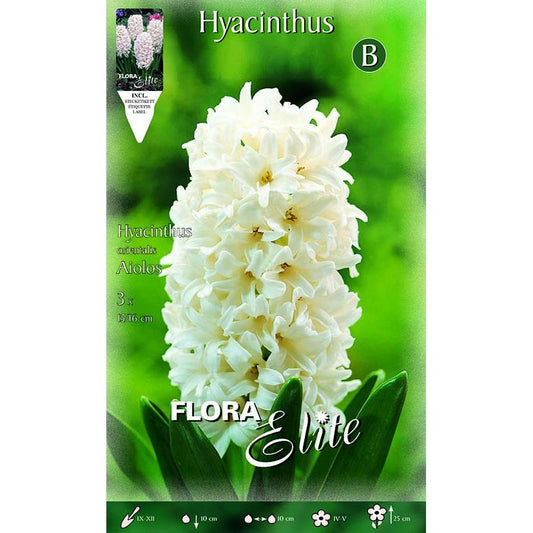 Bolbos Elite White Jacinto 3 unidades