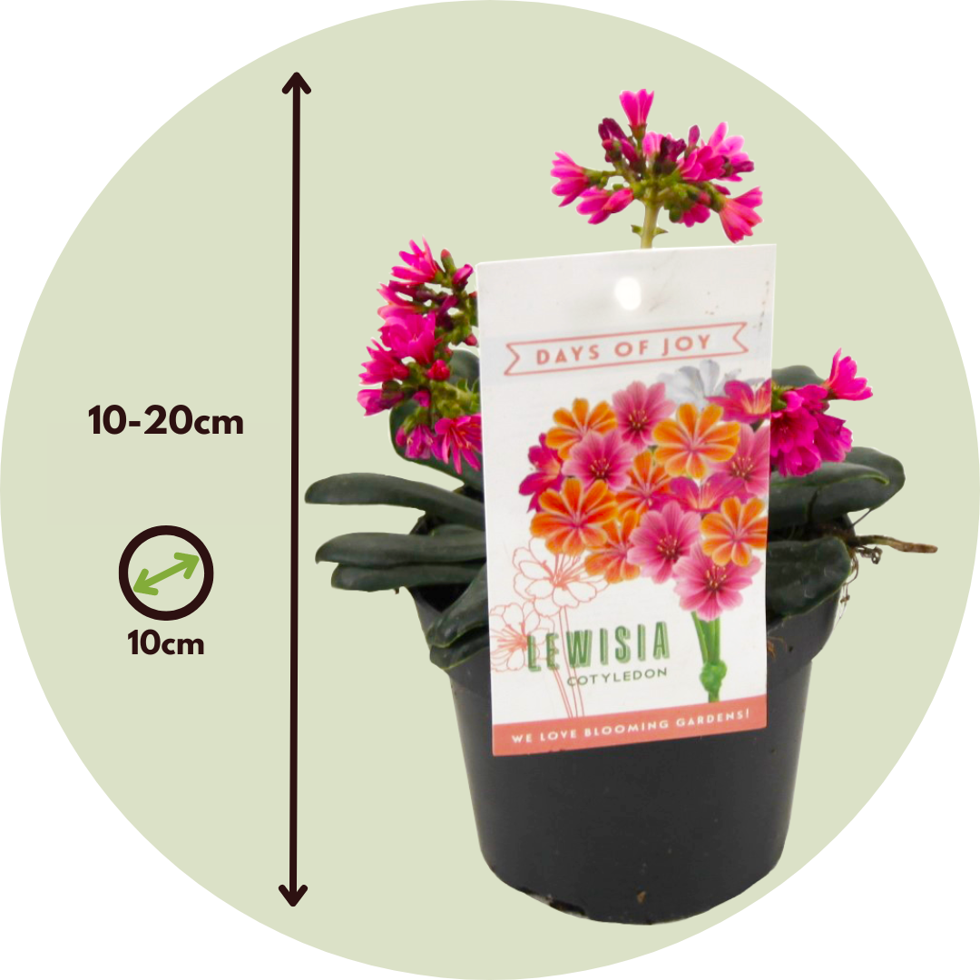 Siskiyou Lewisia - 6 Pzs - Lewisia Cotyledon - Altura 10-20cm - ⌀10cm_2