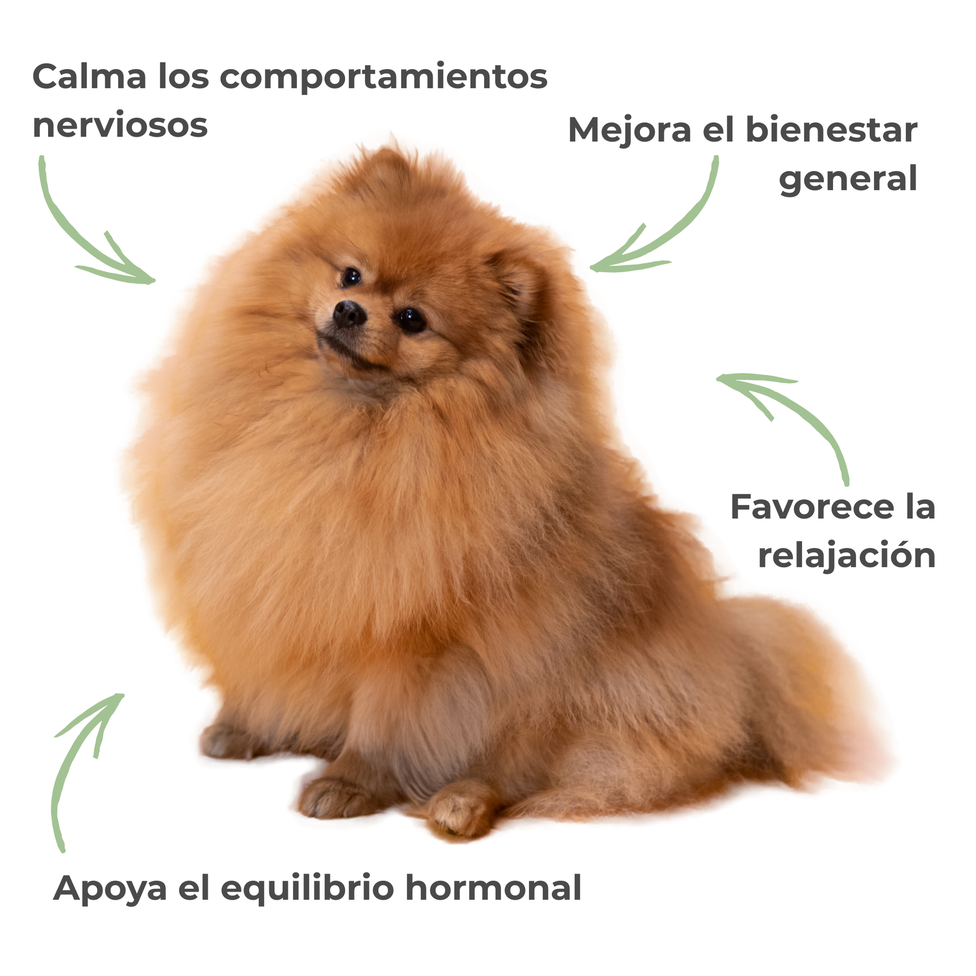 Equilibrio hormonal ECO para perras y gatas – Calma durante el celo – 100 g_3