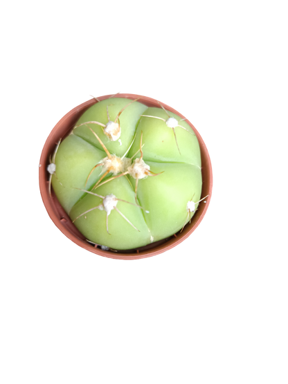 Cactus Surtido Aleatorio ☼ Planta Pequeña Ø5 Venta Por Unidad_1