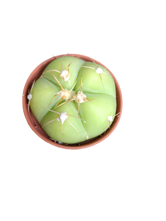 Gymnocalycium Horstii Planta Cactus Mini Ø5 Cms_0