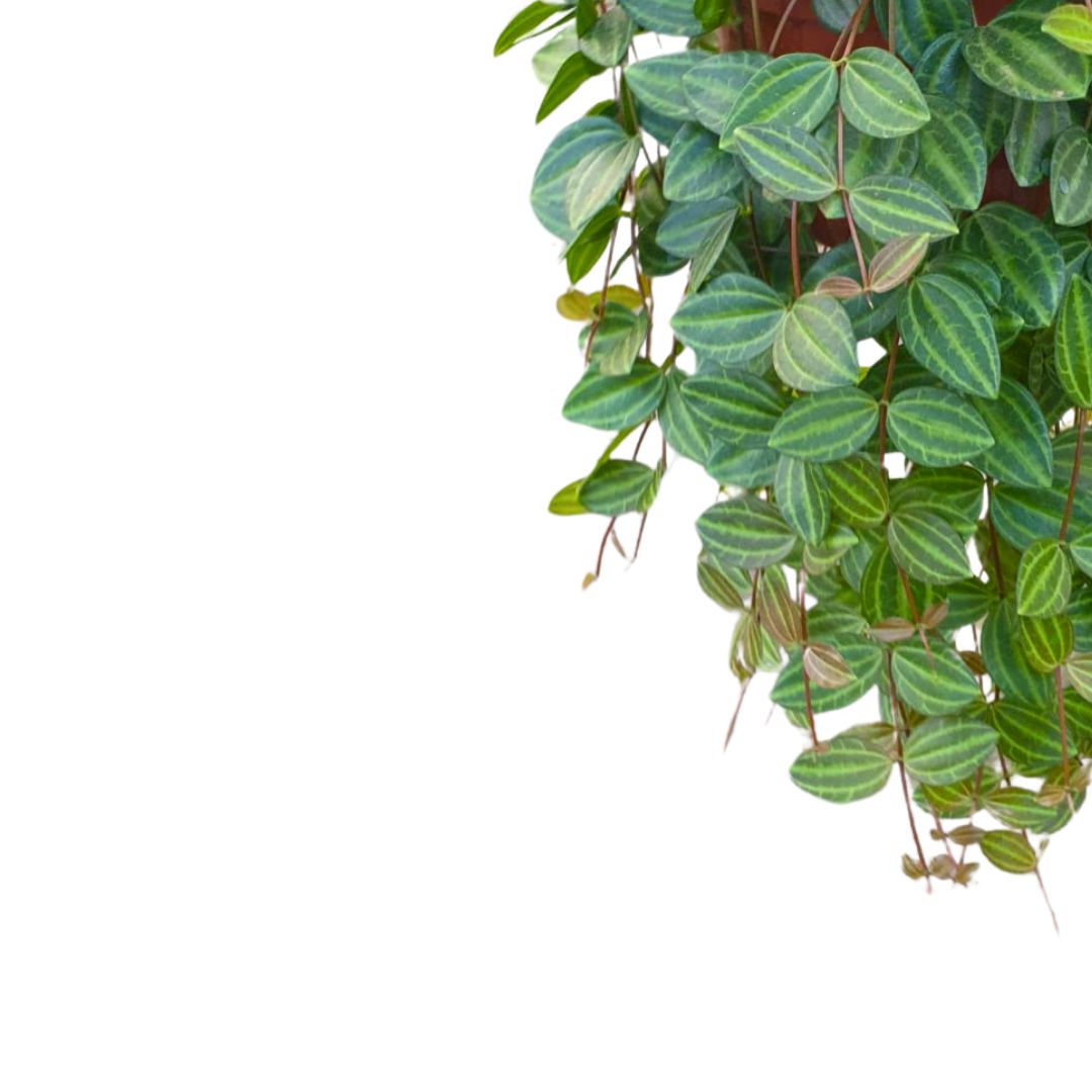Peperomia Angulata Variedad De Peperomia Con Hojas En Forma De Lanza_1