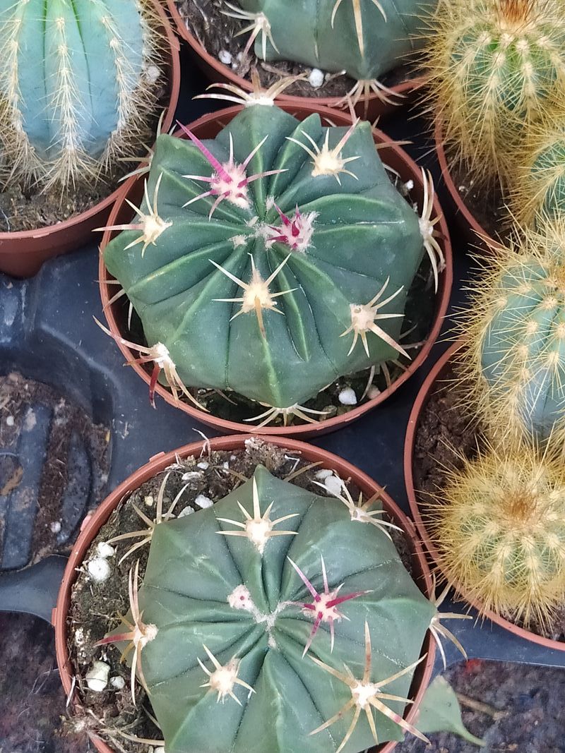 Planta Cactus Ferocactus Macrodiscus Ø8 Cm_0