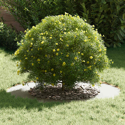 Adecuado Para Anillos De Árbol Plano 5 Uds. Ø50/80 Cm Acero_2