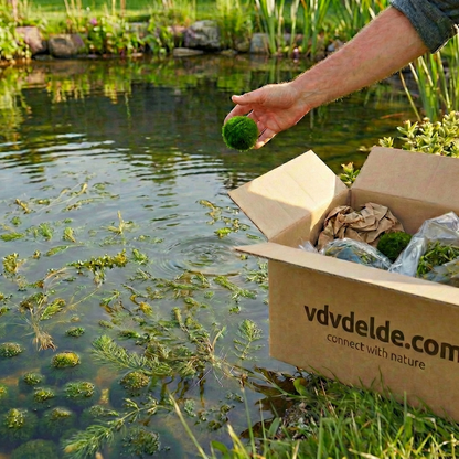 Bolas De Musgo Marimo - 10 Unidades - Cladophora Aegagropila - 5 Cm_3