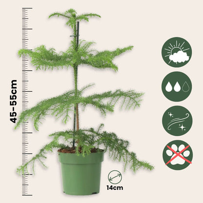 Arbolapp Canarias - 2 Pzs - Araucaria Heterophylla - Altura 45-55cm - ⌀14cm_2