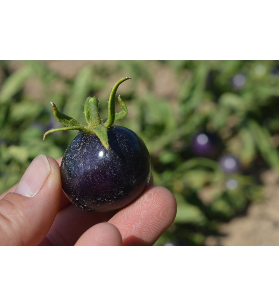 Plantón Tomate Azul (10 Unidades)_0