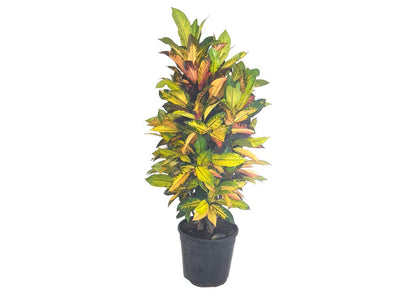 Croton Iceton M30 100-120cm_1