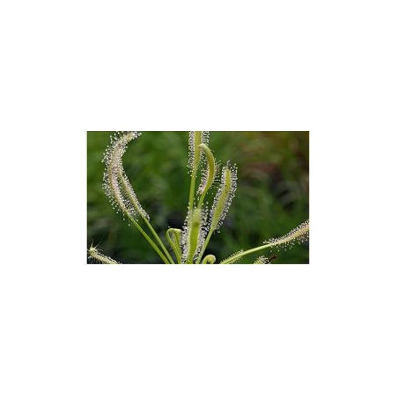 Sementes de plantas carnívoras Drosera capensis “alba”