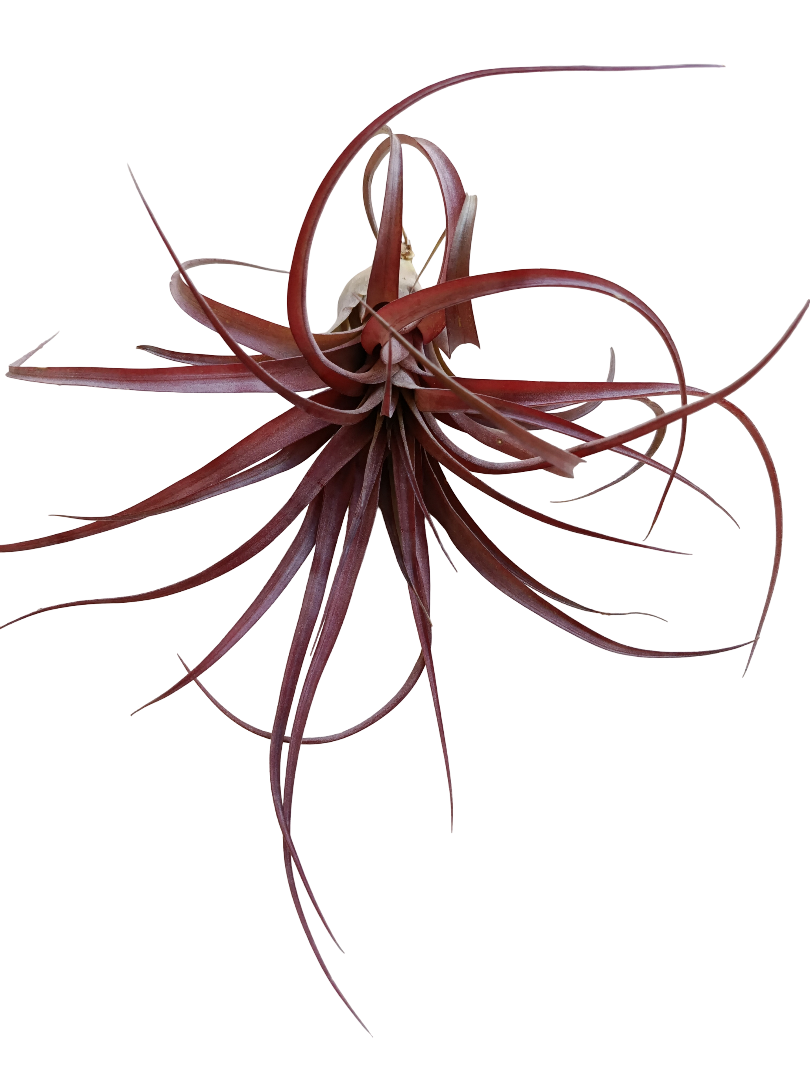 Tillandsia Love Capitata X Streptophylla Planta Natural Clavel Del Aire_0