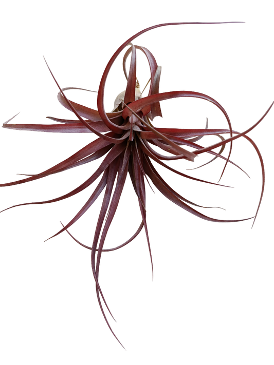 Tillandsia Love Capitata X Streptophylla Planta Natural Clavel Del Aire_0