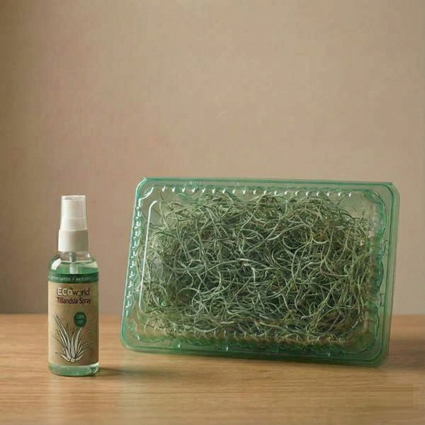 Set Jellyfish De 3 - Tillandsia Usneoides Plantas De Aire En Erizos_3