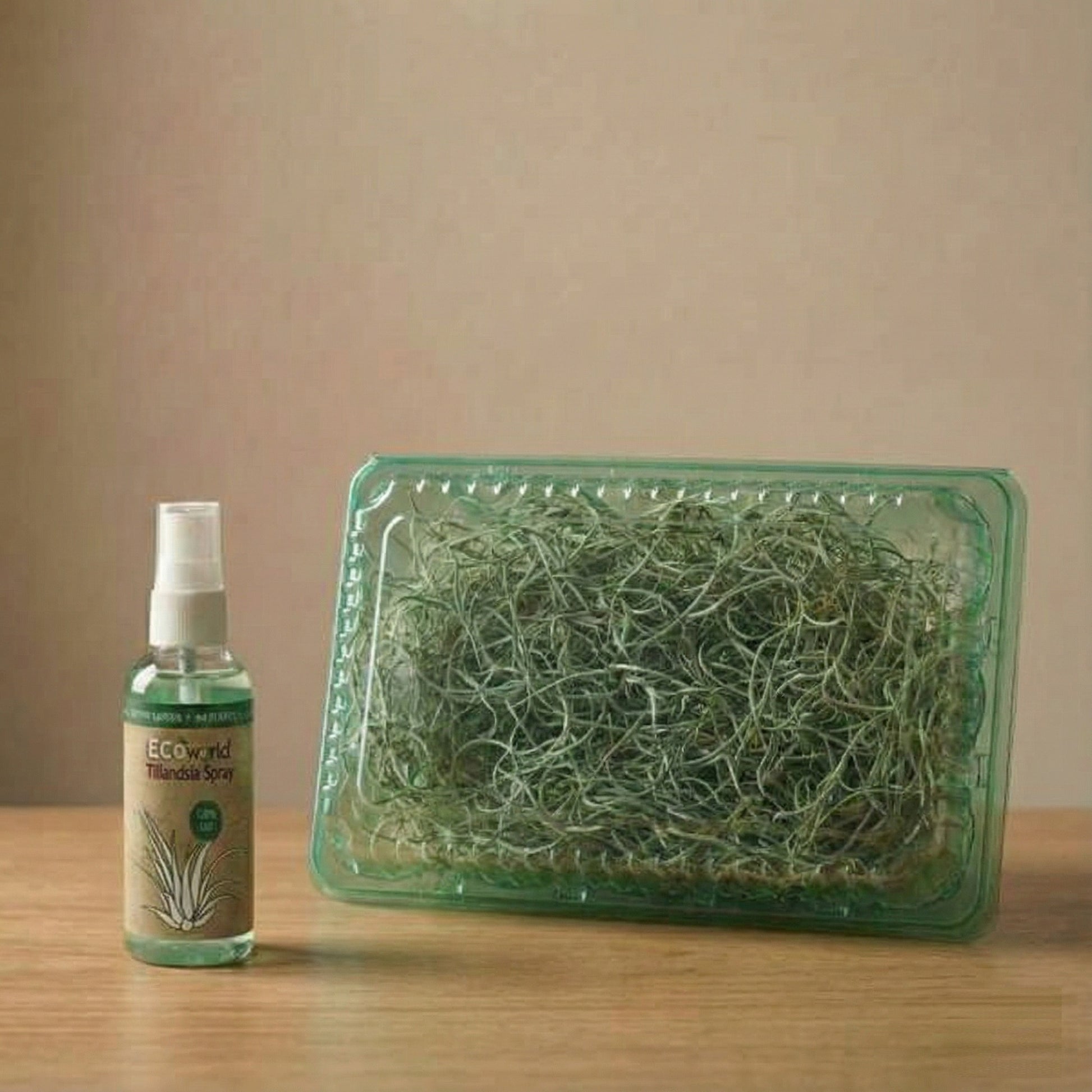 Set Jellyfish De 3 - Tillandsia Usneoides Plantas De Aire En Erizos_3