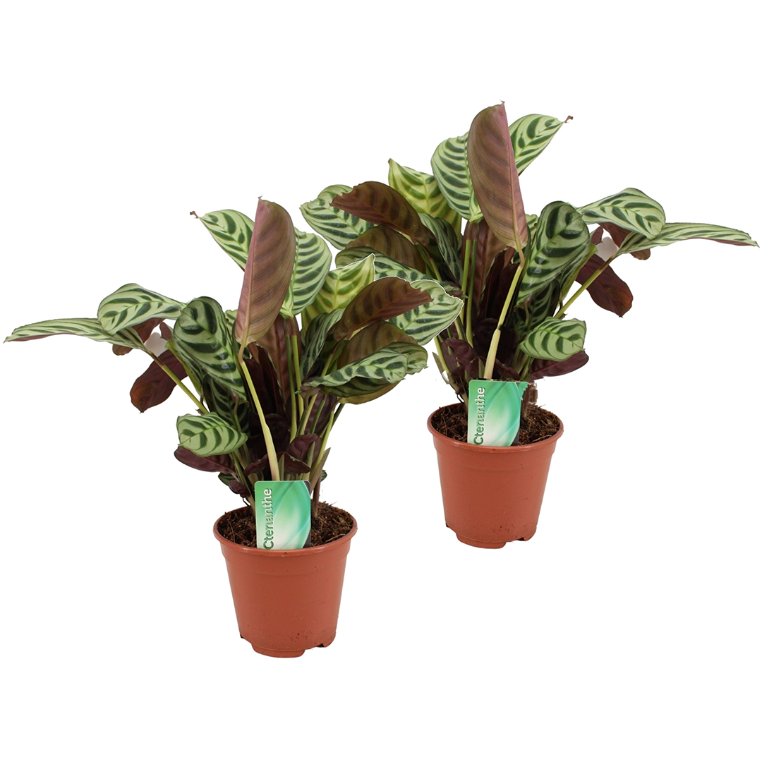 Planta De Oración - 2 Pzs - Ctenanthe 'burle-marxii' - Altura 30-40cm - ⌀14cm_0