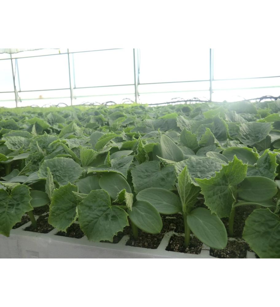 Plantón Pepino Granada F1 (10 Unidades)_2
