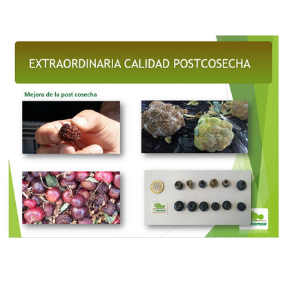 Fertilizante Potasio Vpotash 5 Chamae Ecológico 20 Litros._3