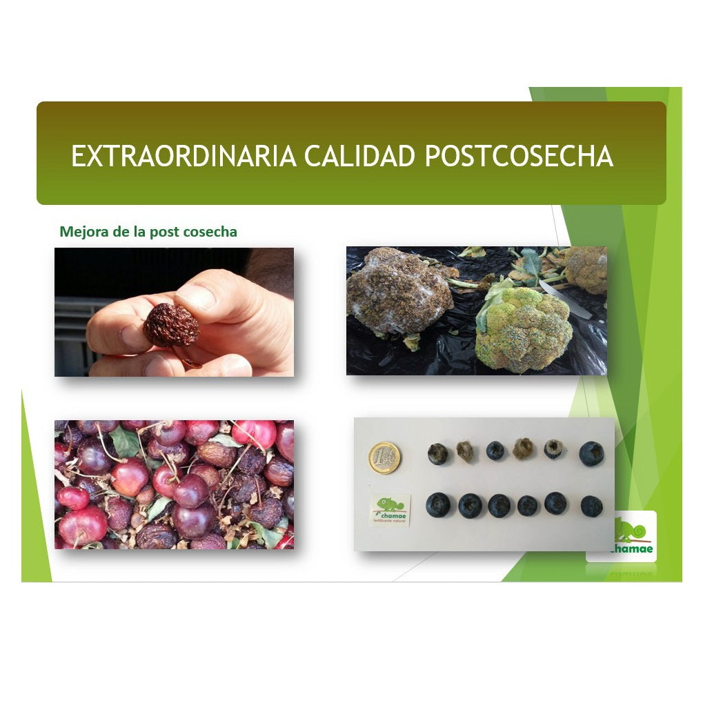 Fertilizante Potasio VPotash 5 Chamae 5 litros Ecológico. Jardinería. Potasio verde. Aplicación al suelo y foliar._3