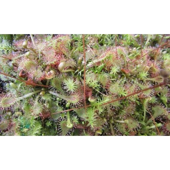 Sementes de plantas carnívoras mistas de Drosera