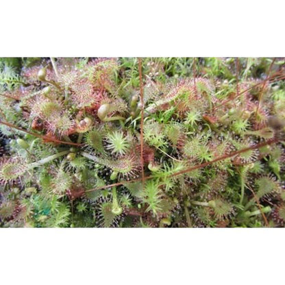 Sementes de plantas carnívoras mistas de Drosera