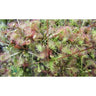 Sementes de plantas carnívoras mistas de Drosera