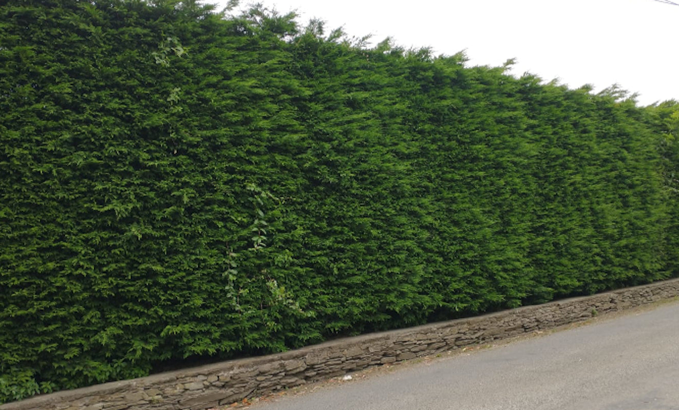 Cipres Leylandii (50 Cm Aprox.)_1