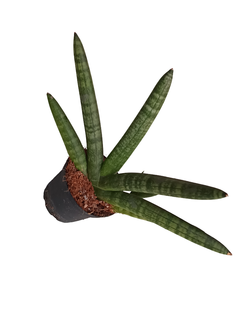 Sansevieria Skyline Planta De Interior Suculentas_0