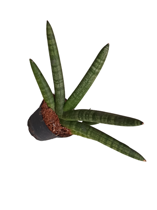 Sansevieria Skyline Planta De Interior Suculentas_0