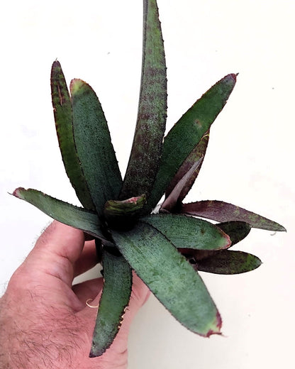 Neoregelia ampullacea purpurea; bromelia púrpura; Curiosarium; altura 30 cm, diámetro 12 cm, sin sustrato_0