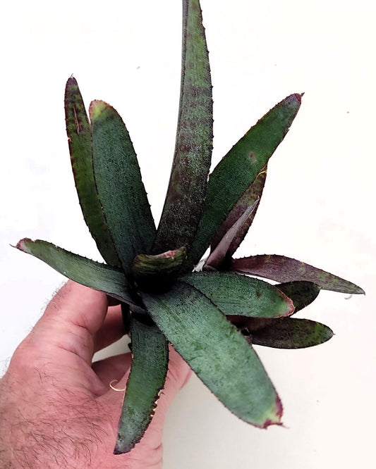 Neoregelia ampullacea purpurea; bromelia púrpura; Curiosarium; altura 30 cm, diámetro 12 cm, sin sustrato_0