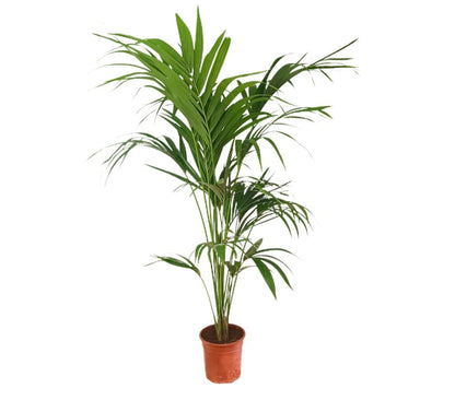 Kentia Forsteriana M21 160-170 Cm_0