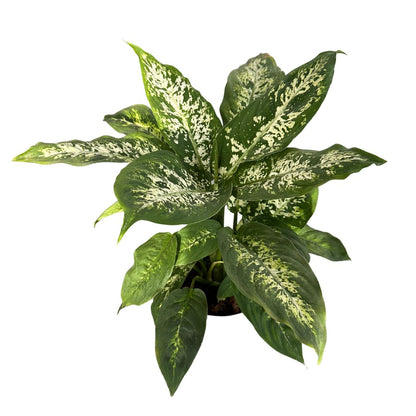 Dieffenbachia Compacta: La Planta De Interior Que Transformará Tu Hogar Maceta 12 Cm_0